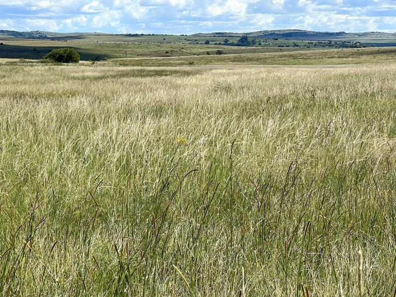 0 Bedroom Property for Sale in Lindley Free State
